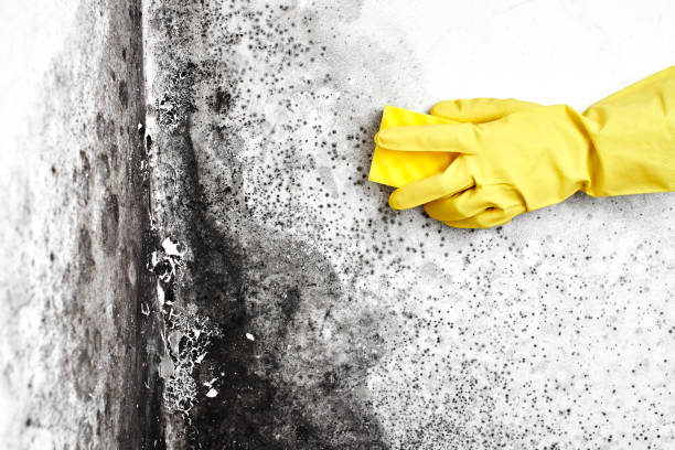 Best Forensic Mold Investigation  in Breezy Point, MN