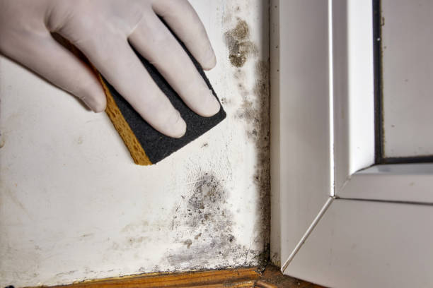 Best Black Mold Removal  in Breezy Point, MN